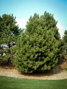 Сосна Чёрная (Pinus Nigra) купить по цене от 270.00р. в интернет-магазине «Посадика» с доставкой почтой в в Лысковое и по всей России – [изображение №1].