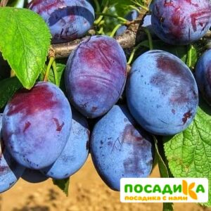 Слива Чачакская ранняя купить по цене от 229.00р. в интернет-магазине «Посадика» с доставкой почтой в в Лысковое и по всей России – [изображение №1].