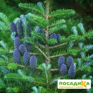 Пихта корейская (Abies koreana) купить по цене от 450.00р. в интернет-магазине «Посадика» с доставкой почтой в в Лысковое и по всей России – [изображение №1].