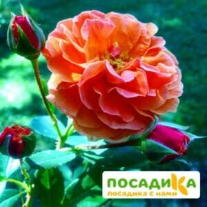 Роза Арабия купить по цене от 350.00р. в интернет-магазине «Посадика» с доставкой почтой в в Лысковое и по всей России – [изображение №1].