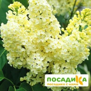 Сирень Примроуз (Primrose) купить по цене от 529.00р. в интернет-магазине «Посадика» с доставкой почтой в в Лысковое и по всей России – [изображение №1].