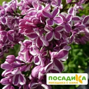 Сирень Сенсация купить по цене от 529.00р. в интернет-магазине «Посадика» с доставкой почтой в в Лысковое и по всей России – [изображение №1].