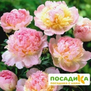 Пион Распберри Сандей (Paeonia Raspberry Sundae) купить по цене от 959р. в интернет-магазине «Посадика» с доставкой почтой в в Лысковое и по всей России – [изображение №1].