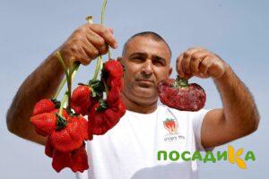 Клубника Гигант Джорнея купить по цене от 266р. в интернет-магазине «Посадика» с доставкой почтой в в Лысковое и по всей России – [изображение №1].