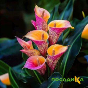 Калла Оникс купить по цене от 450р. в интернет-магазине «Посадика» с доставкой почтой в в Лысковое и по всей России – [изображение №1].