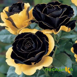 Роза Ханни Сикл купить по цене от 700р. в интернет-магазине «Посадика» с доставкой почтой в в Лысковое и по всей России – [изображение №1].