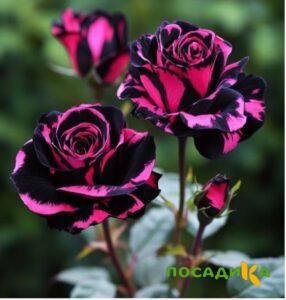 Роза Багровый Шепот купить по цене от 366р. в интернет-магазине «Посадика» с доставкой почтой в в Лысковое и по всей России – [изображение №1].