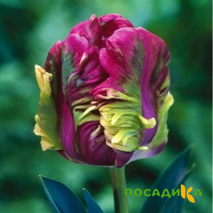 Тюльпан Экзотик Хэвен купить по цене от 186р. в интернет-магазине «Посадика» с доставкой почтой в в Лысковое и по всей России – [изображение №1].